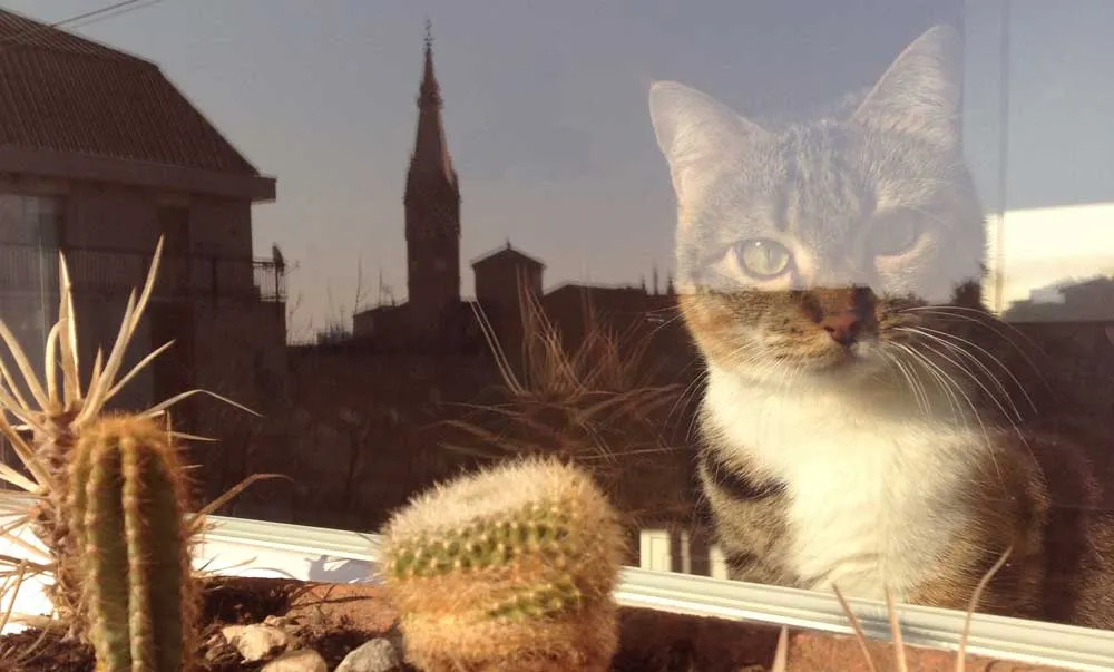 Condo Pet Policy