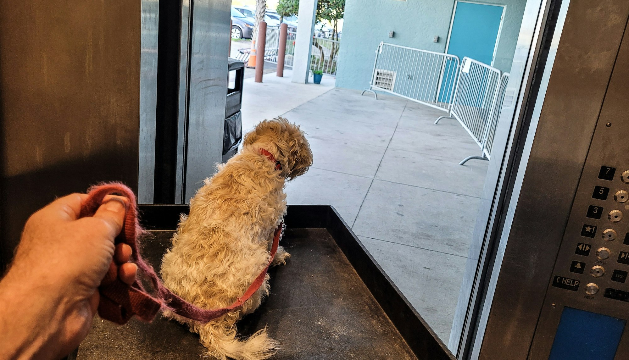 Dog’s Best Friend: Fast Acting Condo Management Stops Elevator, Saves a Very Good Boy